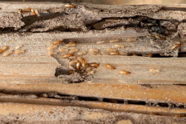 Flea Control Services in Shiremanstown, PA